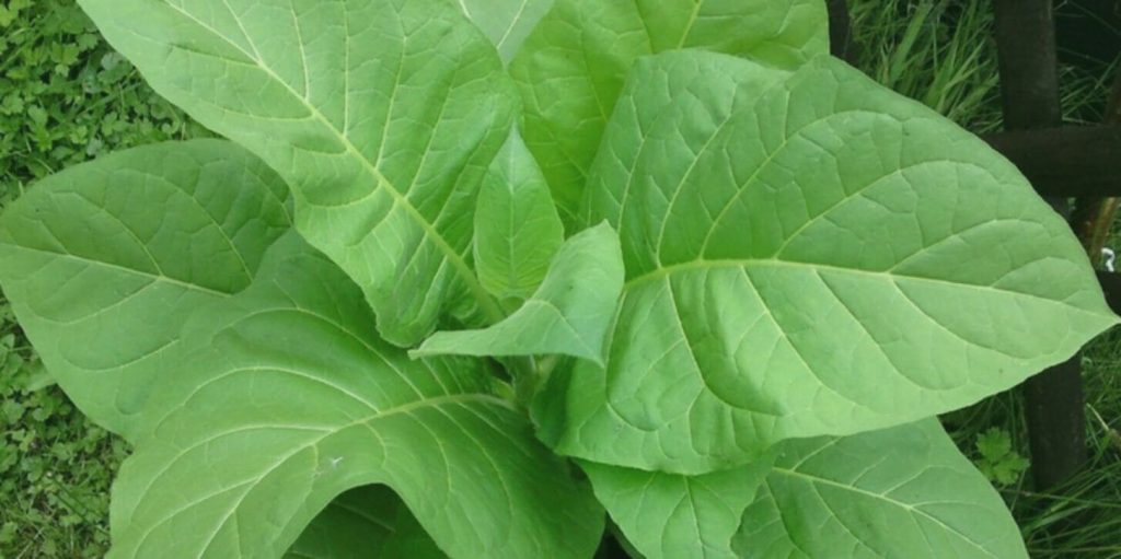 Крупный план листьев органического табака Латакия