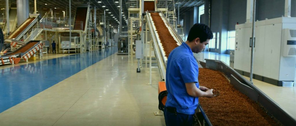 Конвейерная лента, транспортирующая резаный тряпичный табак на фабрике