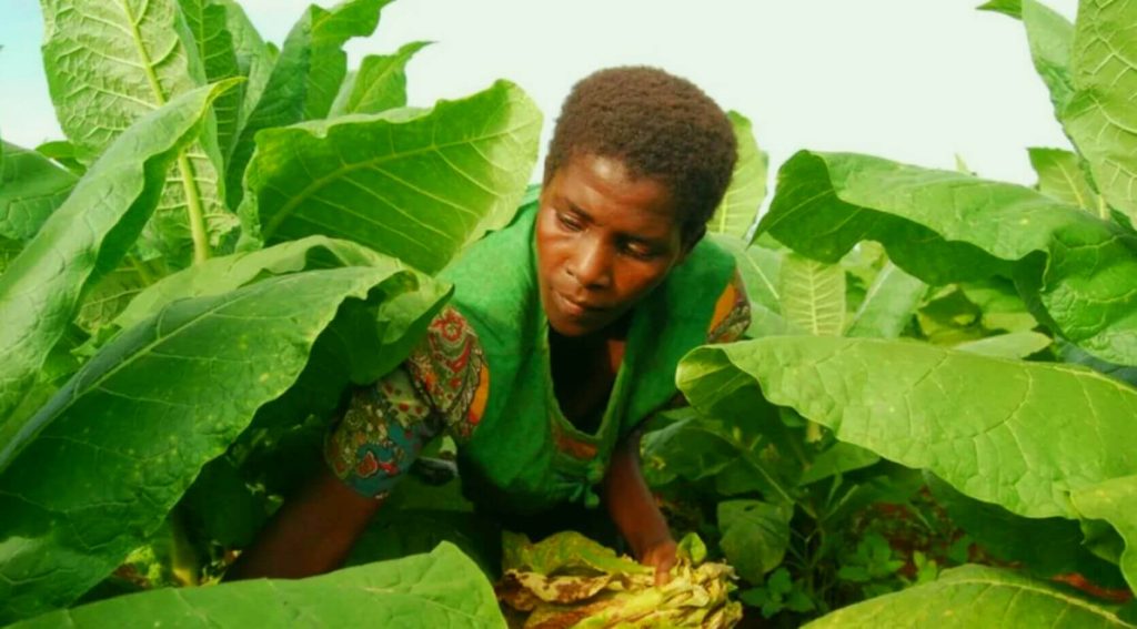 Крупный план растения табака, растущего на поле в Малави